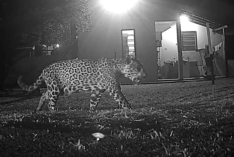 Onça-pintada Cacira