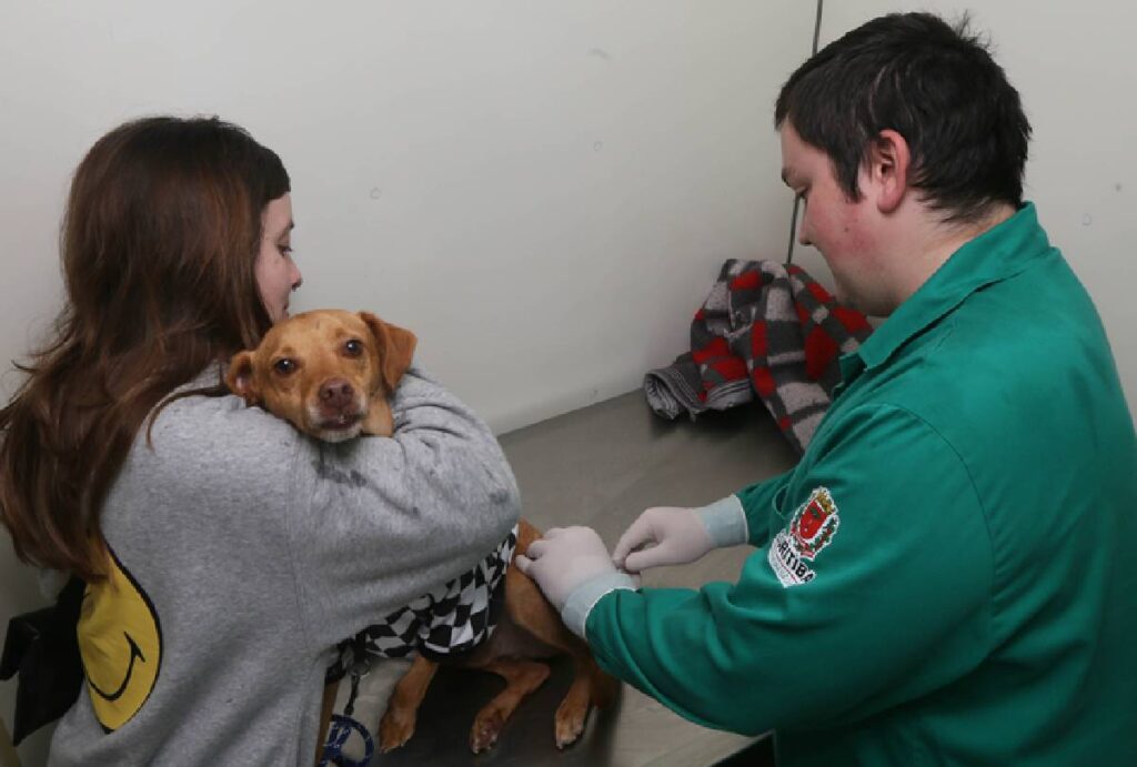 Cachorro tomando vacina