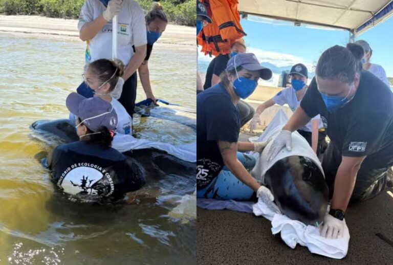 cachalote-na-ilha-do-mel