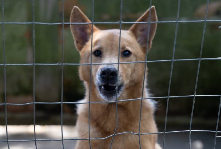 cachorros-gatos-adocao-curitiba