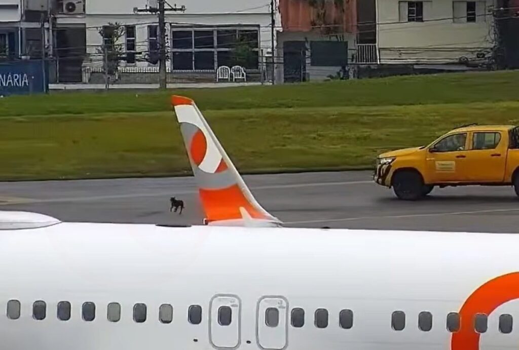 Cãozinho ao lado de aeronave na pista do Aeroporto de Congonhas