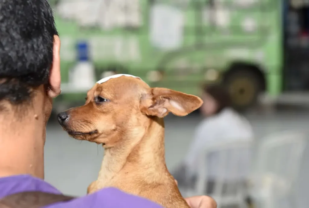 castrapet-parana-calendario