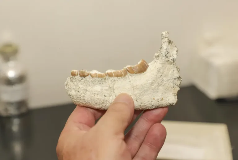 fosseis-curitiba-estudo