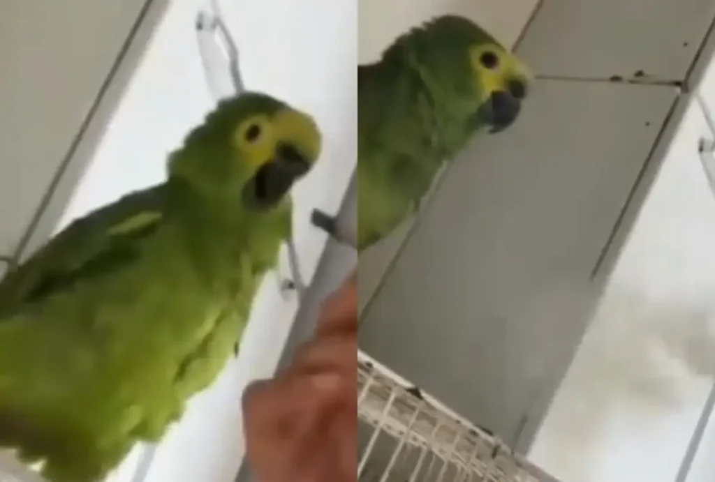 mulher-assopra-maconha-papagaio