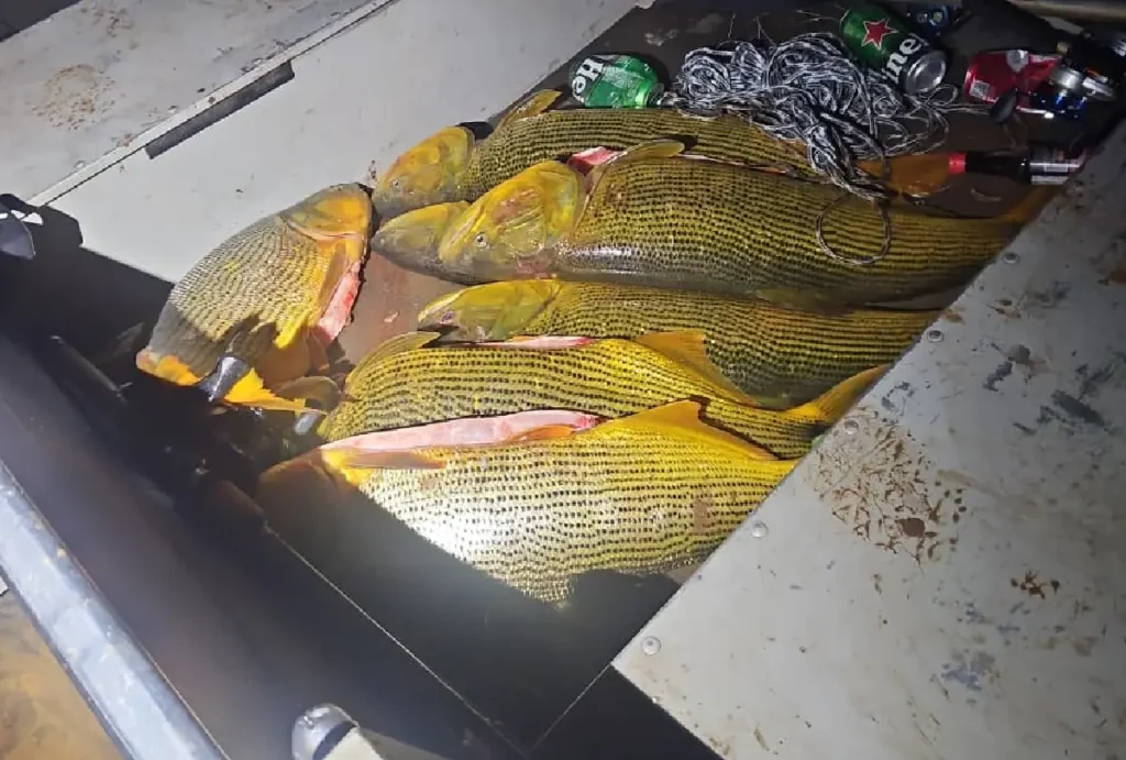 Peixes apreendidos no Paraná