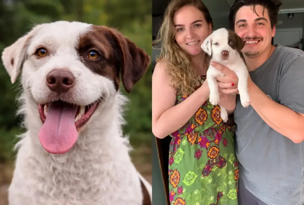 theo-cachorro-desaparecido-hotel-para-caes-sao-jose-dos-pinhais