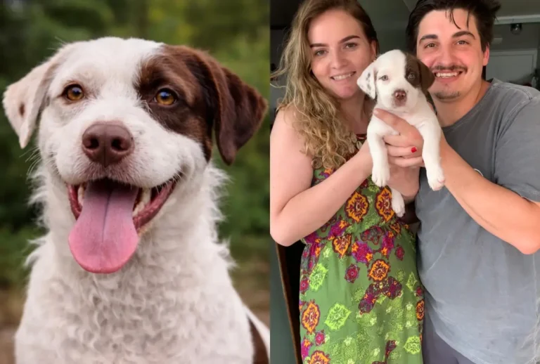 theo-cachorro-desaparecido-hotel-para-caes-sao-jose-dos-pinhais