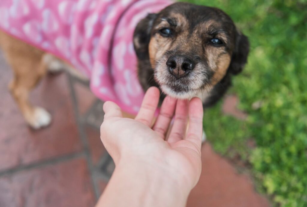 feira-de-adocao-araucaria