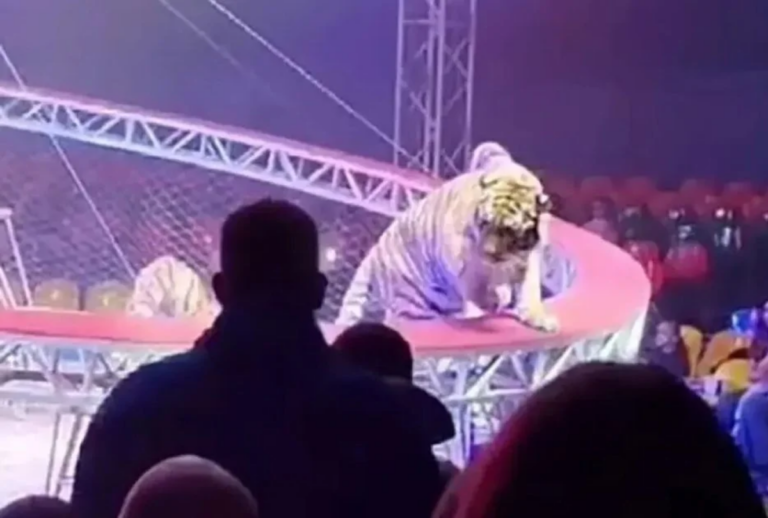 tigre circo rússia