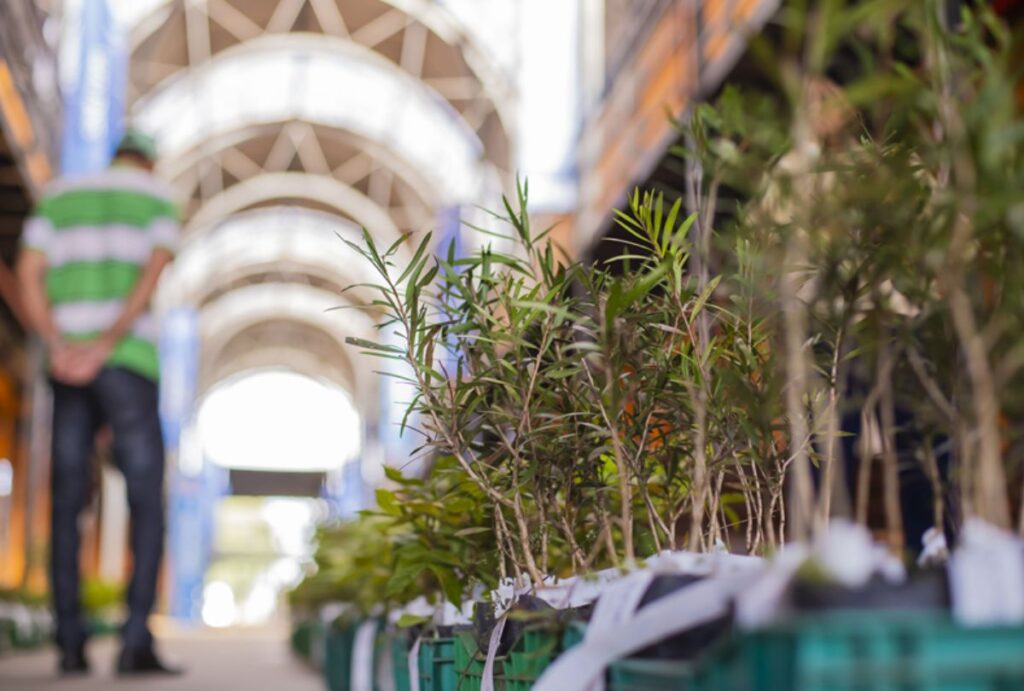 Mudas gratuitas em Curitiba