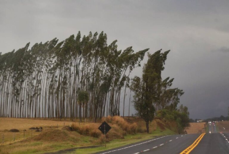 Árvores em movimento devido a ventos fortes