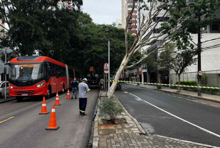 Arvore tombada na Rua Padre Anchieta, ao lado de canaleta para ônibus