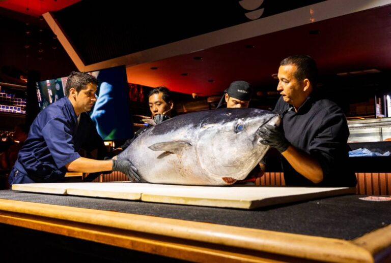 Atum gigante com três pessoas segurando