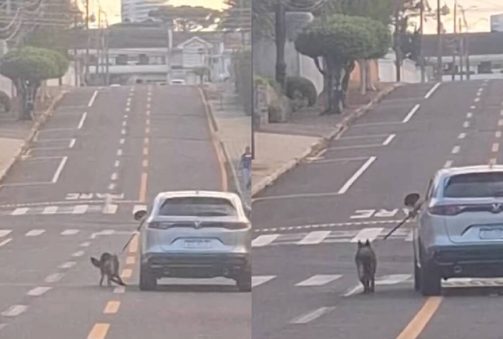 Montagem mostra cachorro sendo arrastado por carro