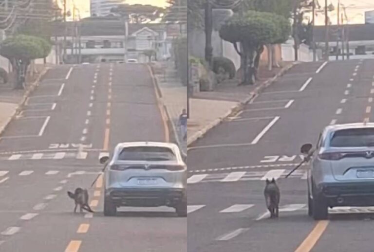 Montagem mostra cachorro sendo arrastado por carro
