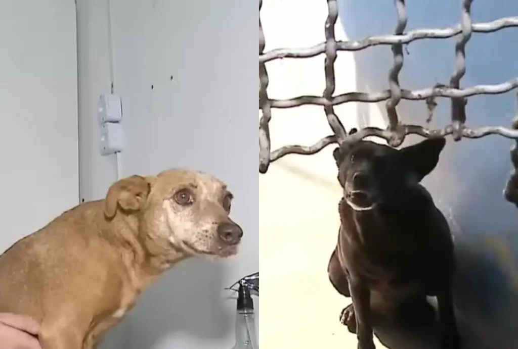 animais na Clinicão em Ponta Grossa