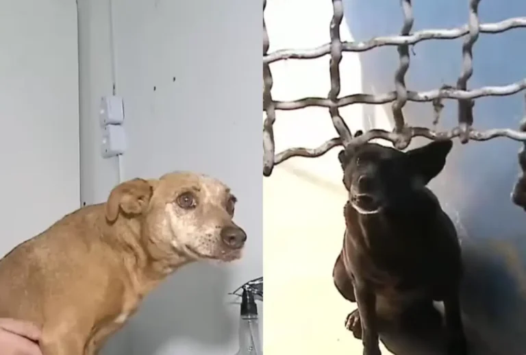 animais na Clinicão em Ponta Grossa