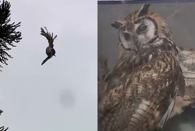 coruja-linha-de-pipa-curitiba