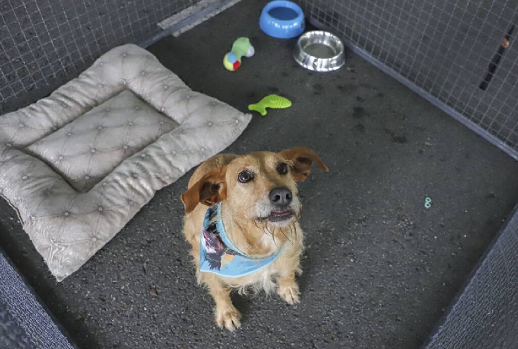 Cão disponível para adoção