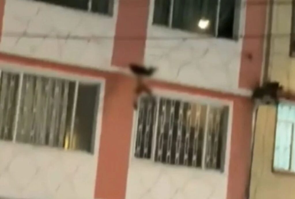 Criança caiu de um prédio