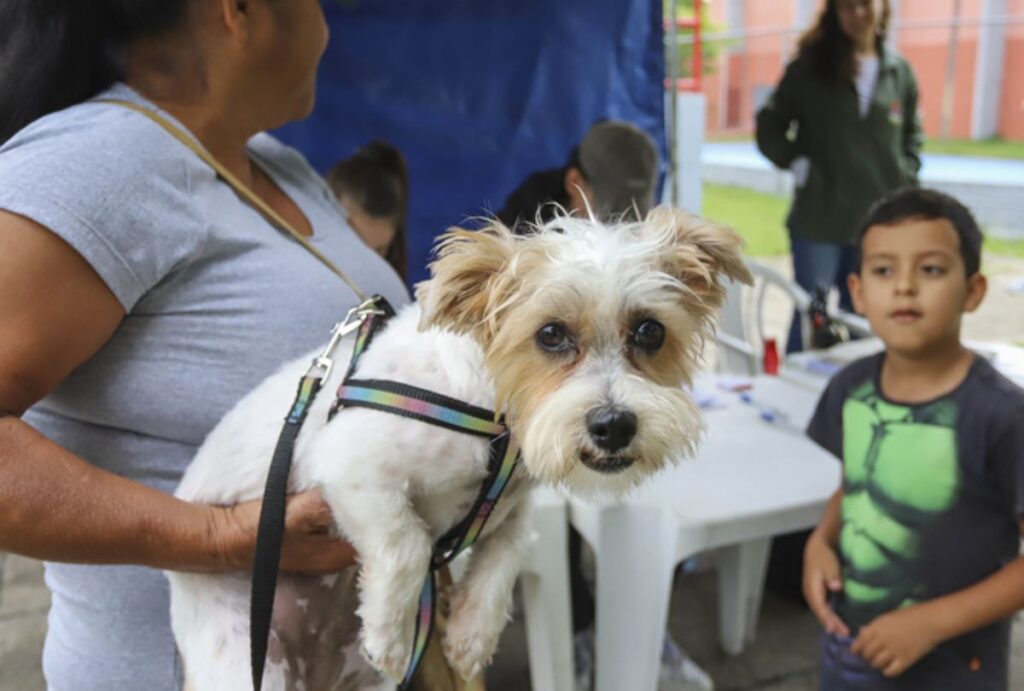 Castração gratuita em Curitiba