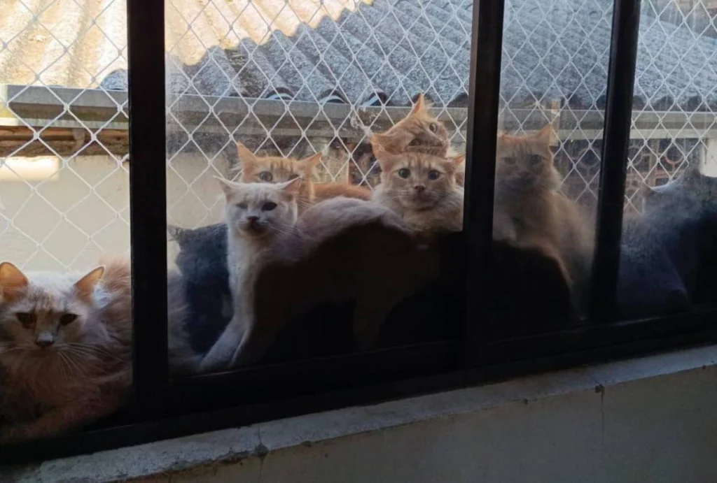 Gatos se empilhando nas janelas do imovel em que foram encontrados.