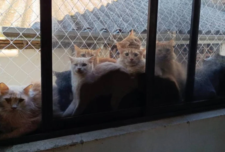 Gatos se empilhando nas janelas do imovel em que foram encontrados.