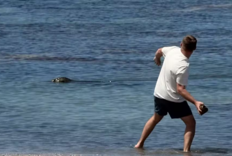 turista joga pedra em foca