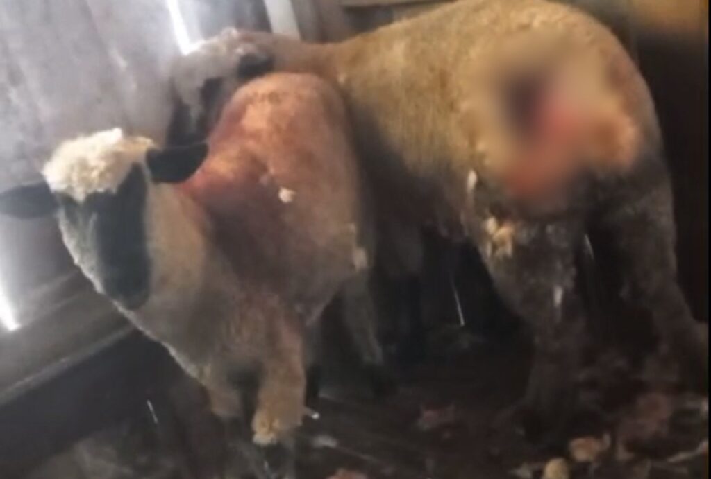 Ovelhas após ataque de animal