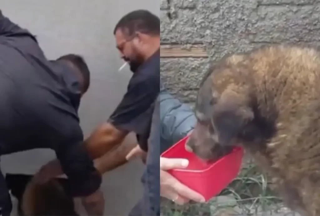 Cachorra presa em parede