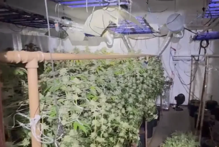 laboratório de maconha