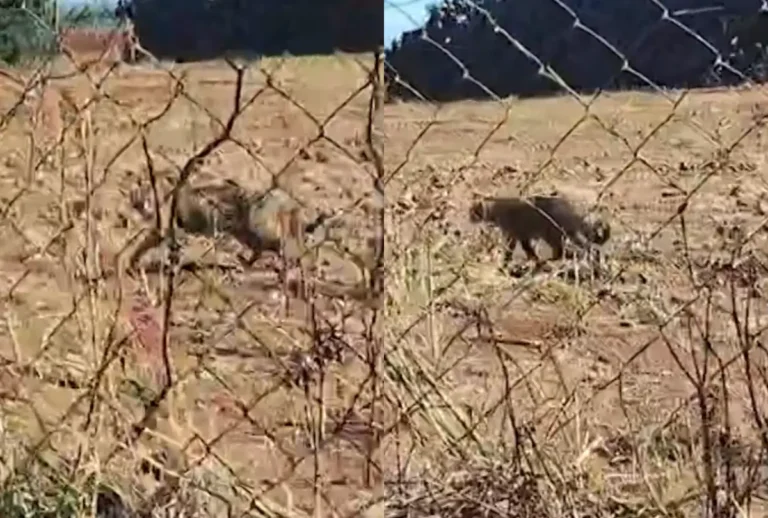 Onça andando atrás de "grade" em Marialva, no Paraná