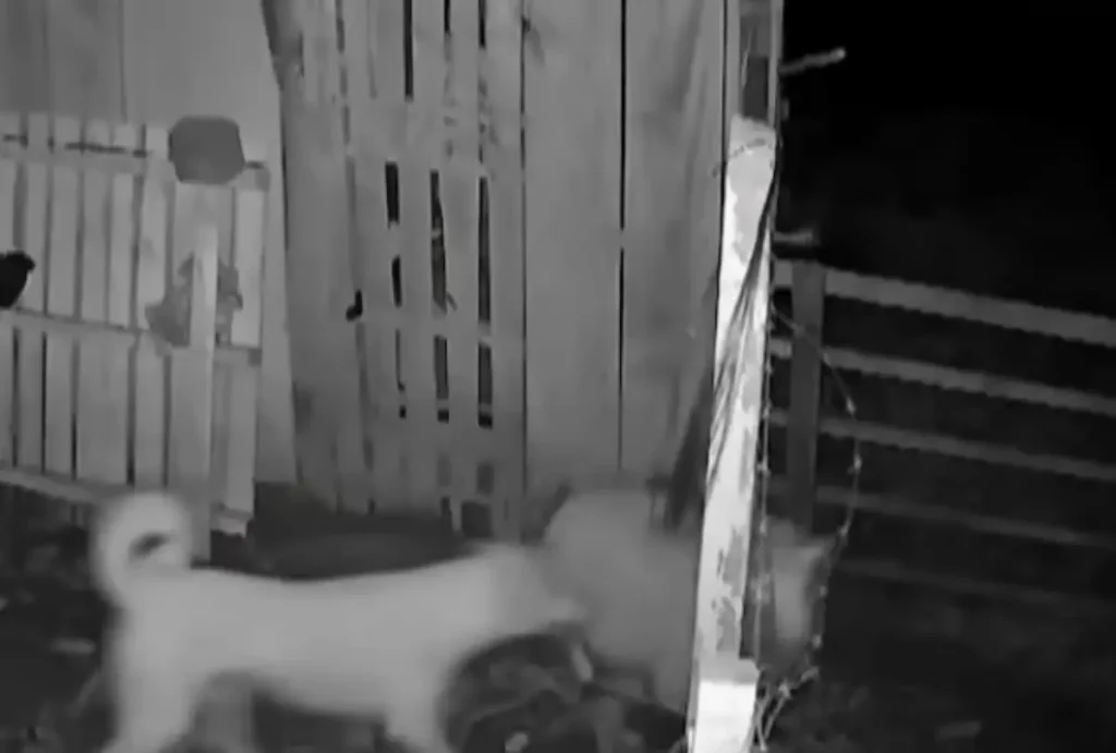 ovelhas mortas em mandirituba