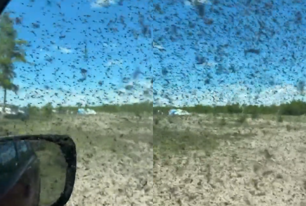 nuvem de mosquitos