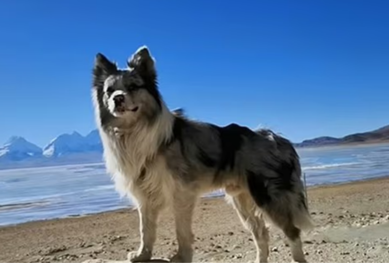 cão servido em restaurante