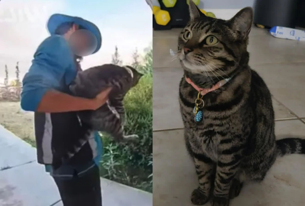 entregador levando gato