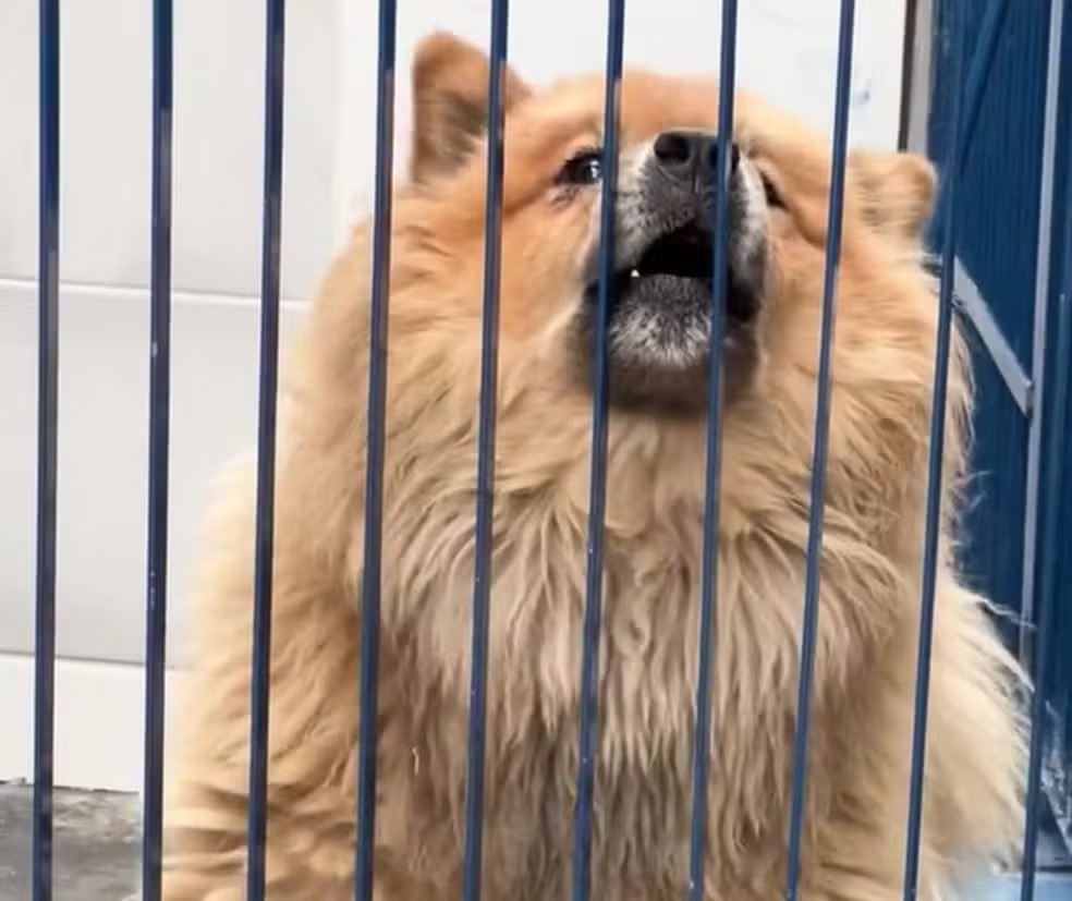 adocao-cachorro