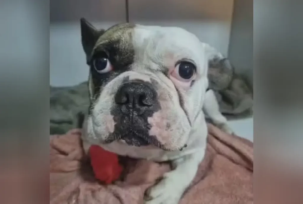 Cachorro internado após ser baleado por sargento da PM