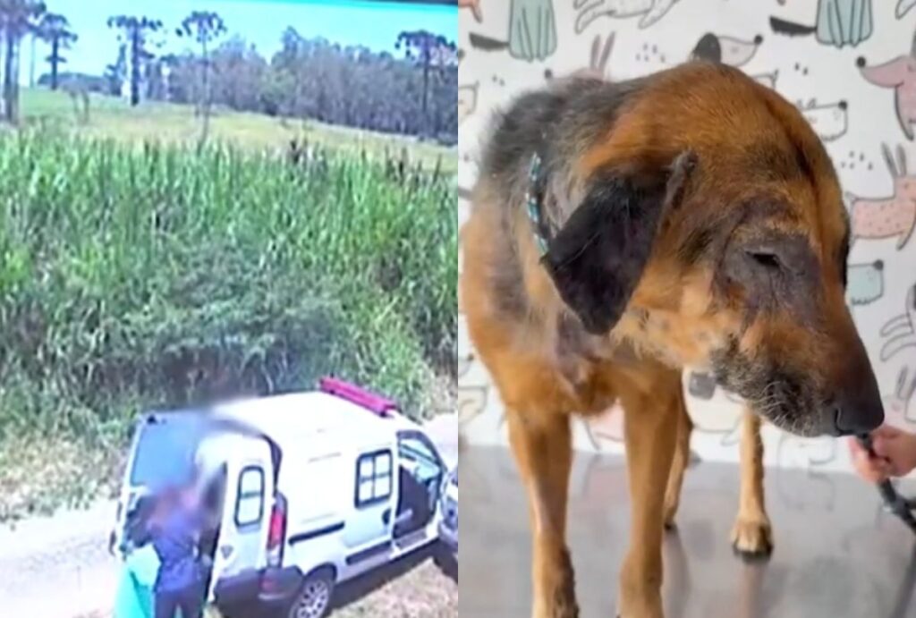 cães-abandonados-ponta-grossa