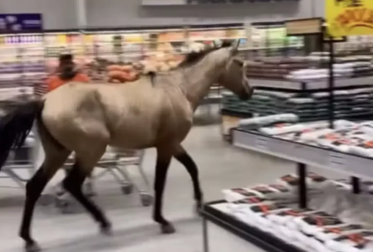 Cavalo invade mercado