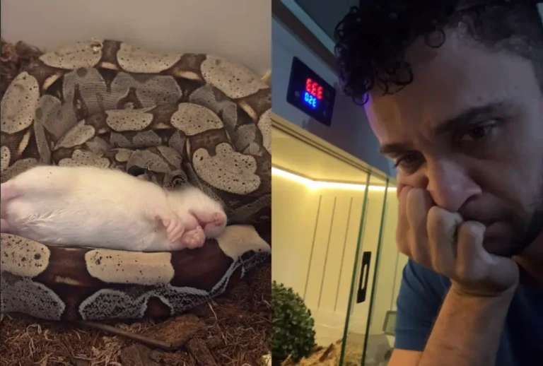 Veterinário Richard Deyber e a cobra que recusou o rato