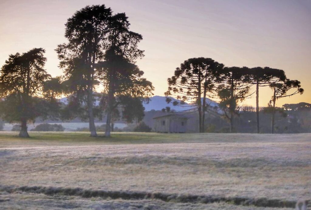 Campo verde com geada