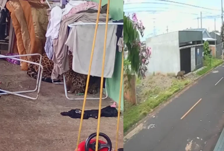 Onça-pintada resgatada em Foz do Iguaçu, após circular pela área urbana
