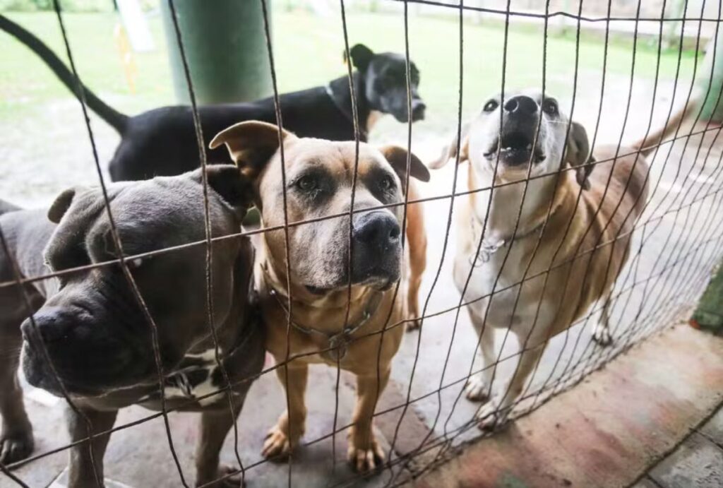 Adoção cachorros