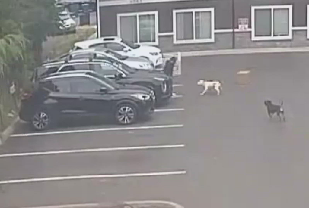 grávida atacada por cachorros