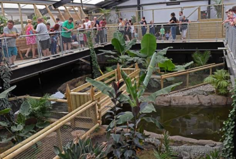 crocodilos