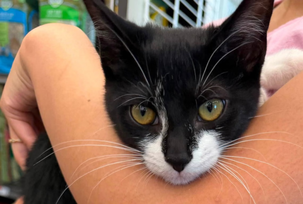 assaltar banco com gato