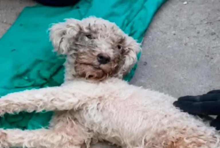 cachorro venezuela