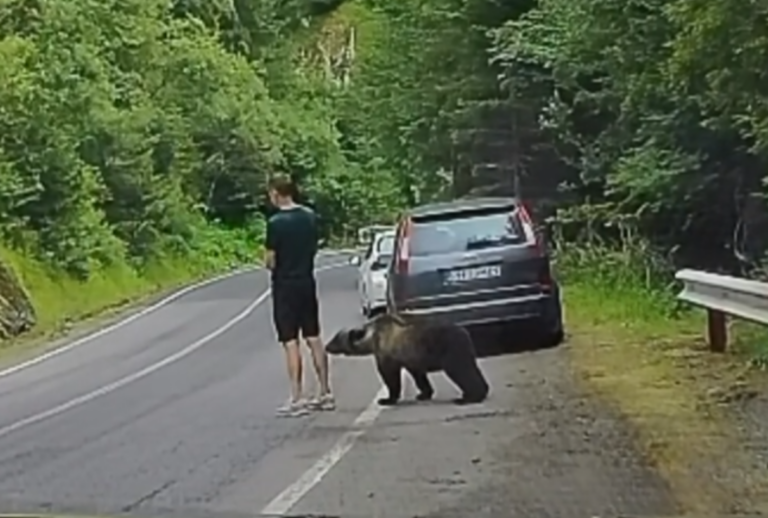 turista atacado por urso