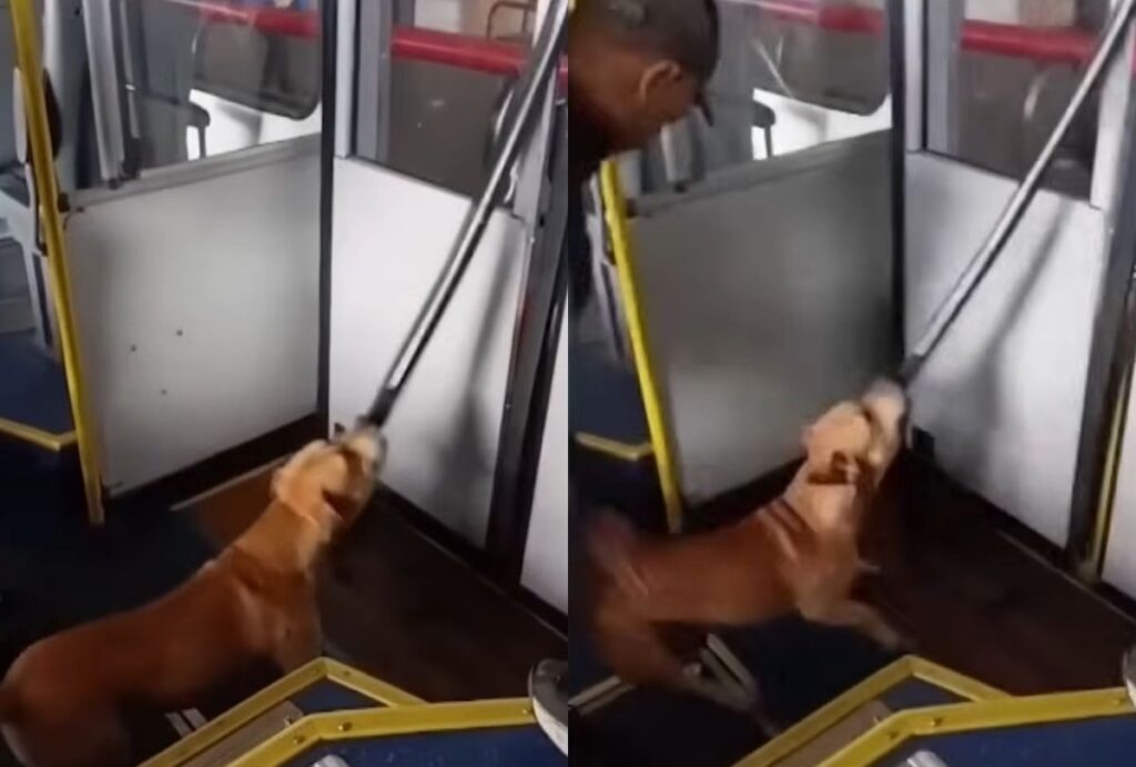 cachorro-caramelo-destrói-porta-ônibus